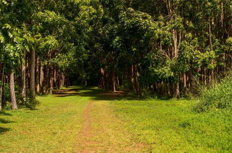 Mahogany Plantation